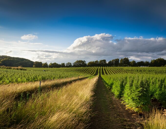 Firefly hemp farm uk 73162